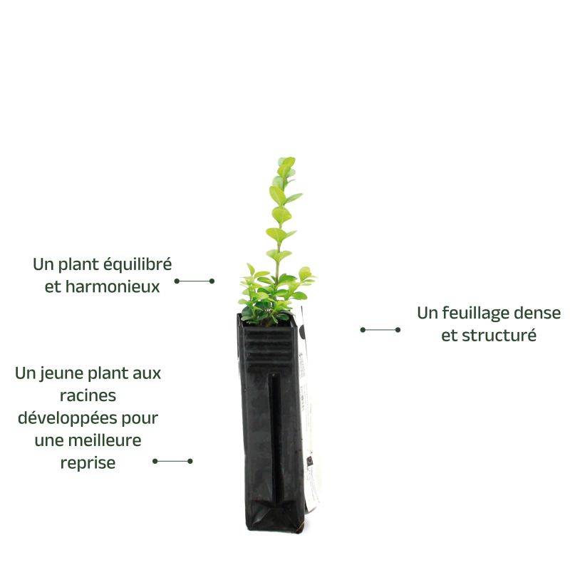Buis commun à feuilles rondes (Buxus sempervirens 'Rotundifolia') - Godet - Taille 13/25cm - Pépinières Naudet - Image 3