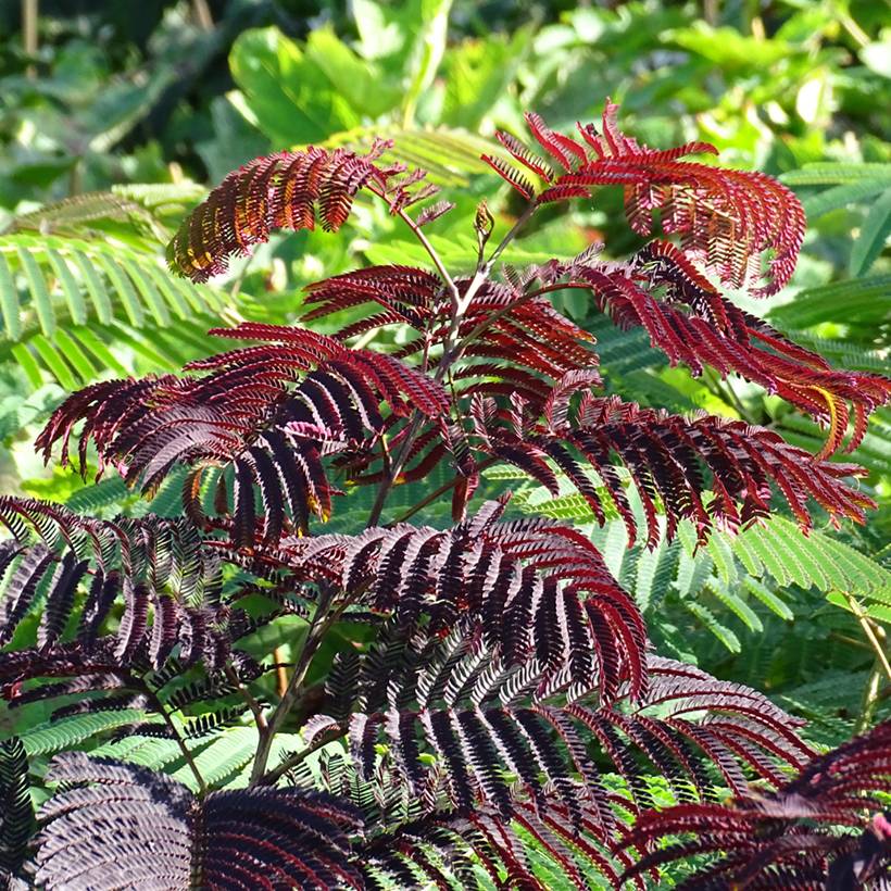 Albizia julibrissin Summer Chocolate - Arbre à soie Pot de 3L/4L - Image 1