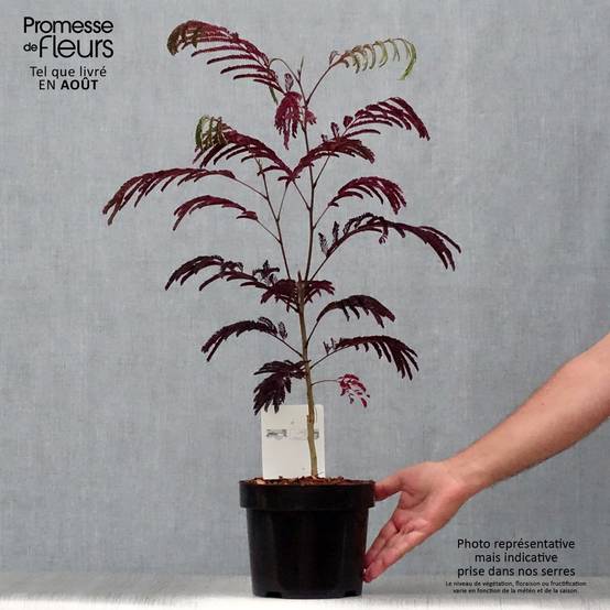 Albizia julibrissin Summer Chocolate - Arbre à soie Pot de 3L/4L - Image 2