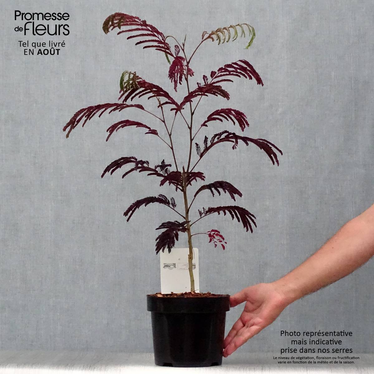 Albizia julibrissin Summer Chocolate - Arbre à soie Pot de 3L/4L - Image 2