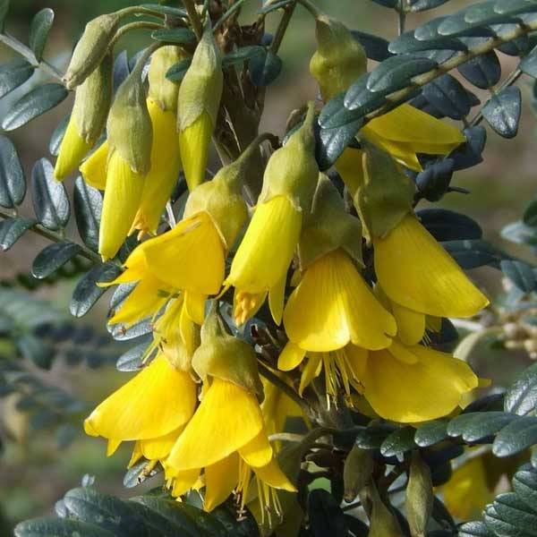 Sophora microphylla Sun King Pot de 2L/3L - Image 1