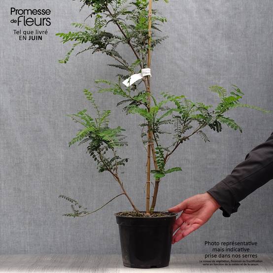 Sophora microphylla Sun King Pot de 2L/3L - Image 2