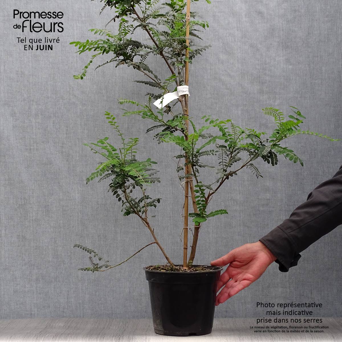Sophora microphylla Sun King Pot de 2L/3L - Image 2