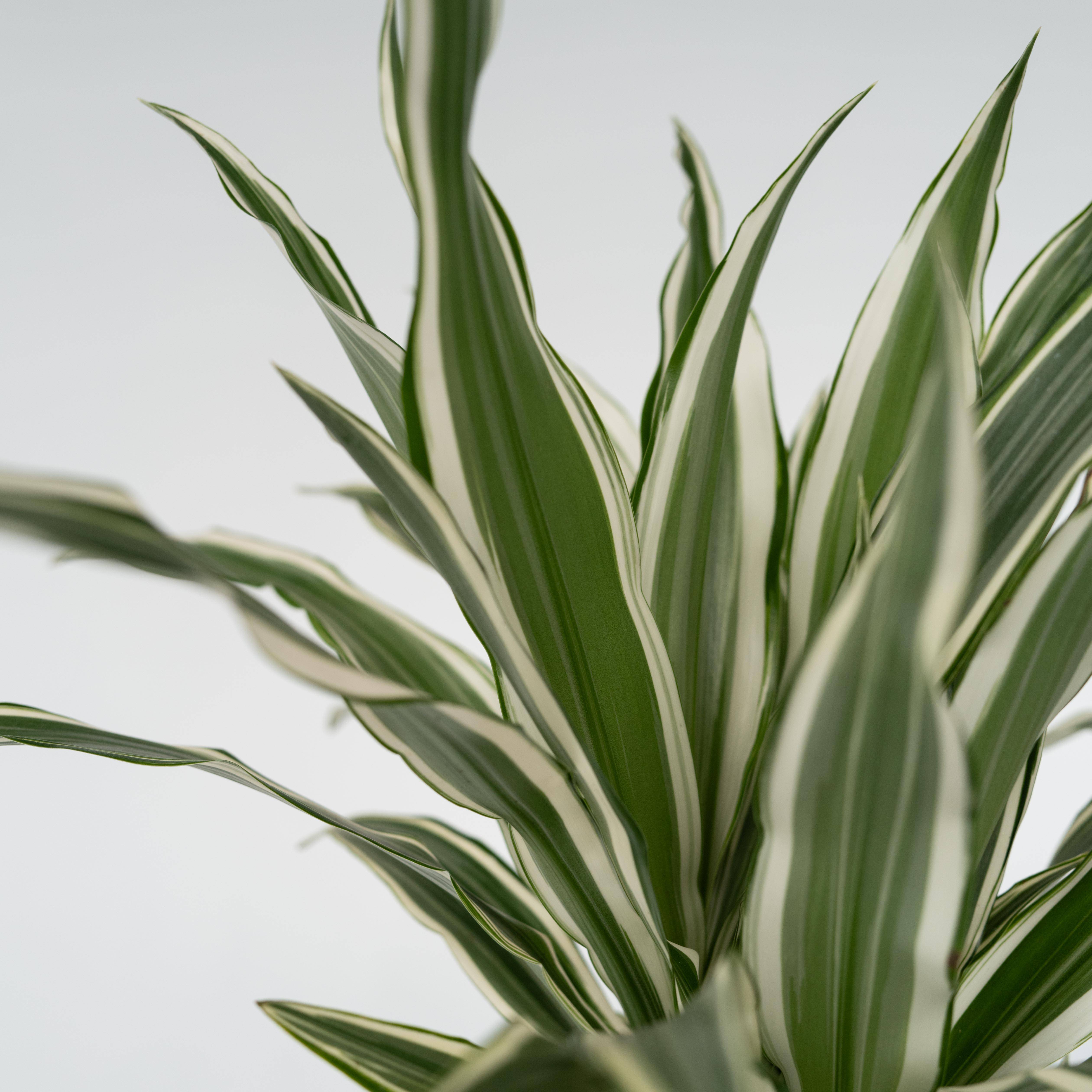 Dragonnier - Dracaena deremensis 'White Stripe' - Hauteur 60-70cm - ⌀17cm - Image 4