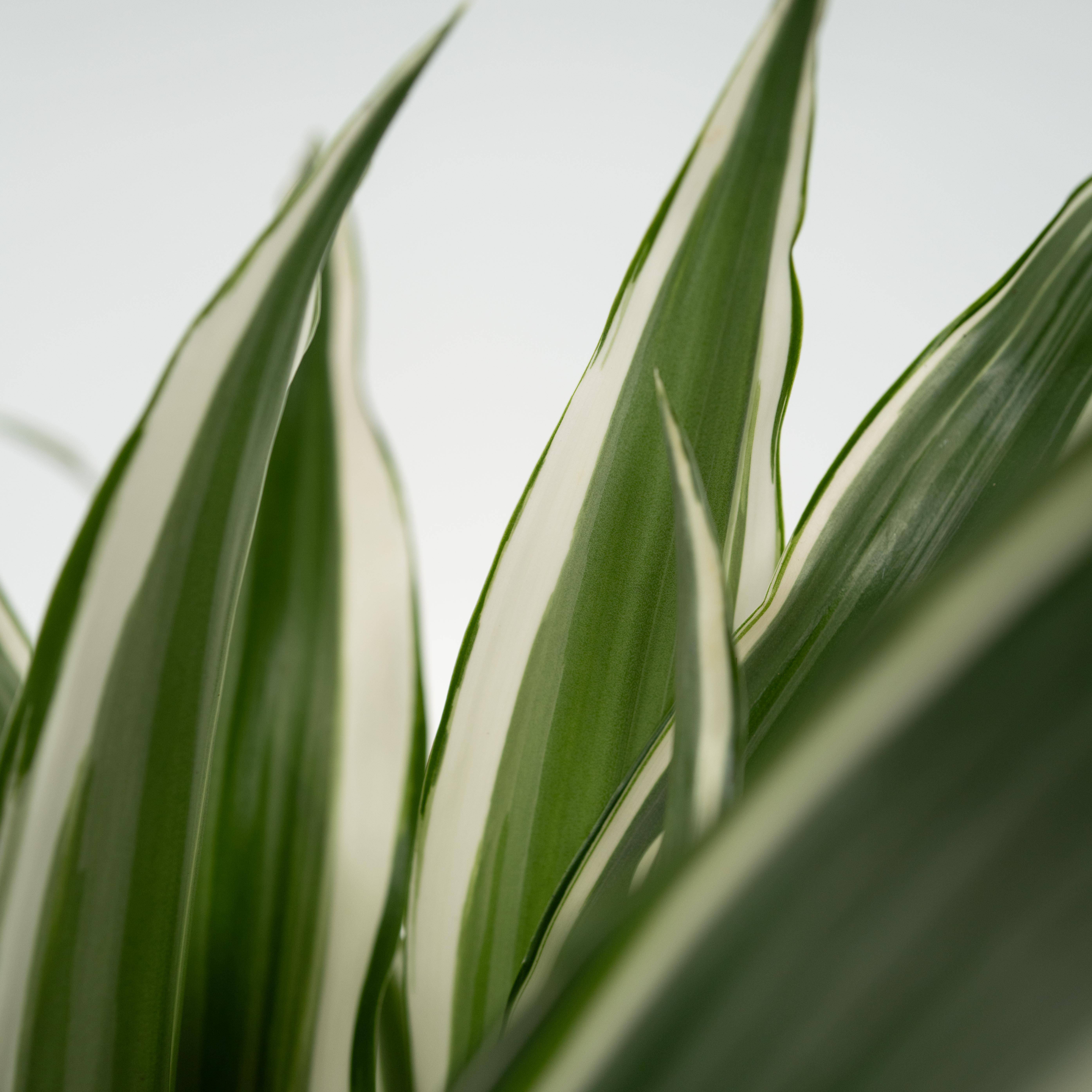 Dragonnier - Dracaena deremensis 'White Stripe' - Hauteur 60-70cm - ⌀17cm - Image 3