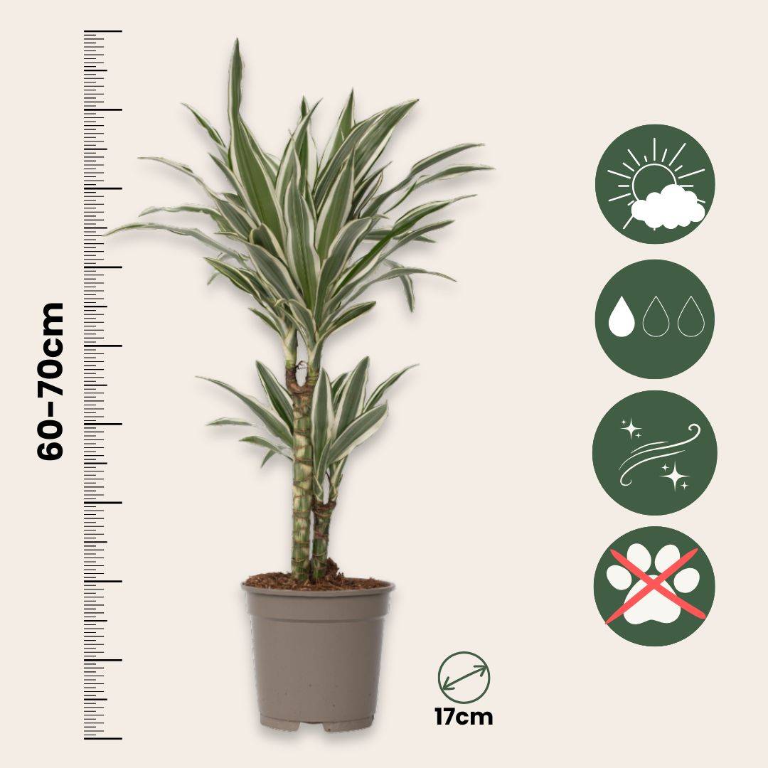 Dragonnier - Dracaena deremensis 'White Stripe' - Hauteur 60-70cm - ⌀17cm - Image 5