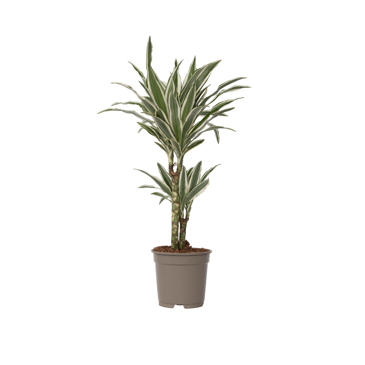 Dragonnier - Dracaena deremensis 'White Stripe' - Hauteur 60-70cm - ⌀17cm - Image 1