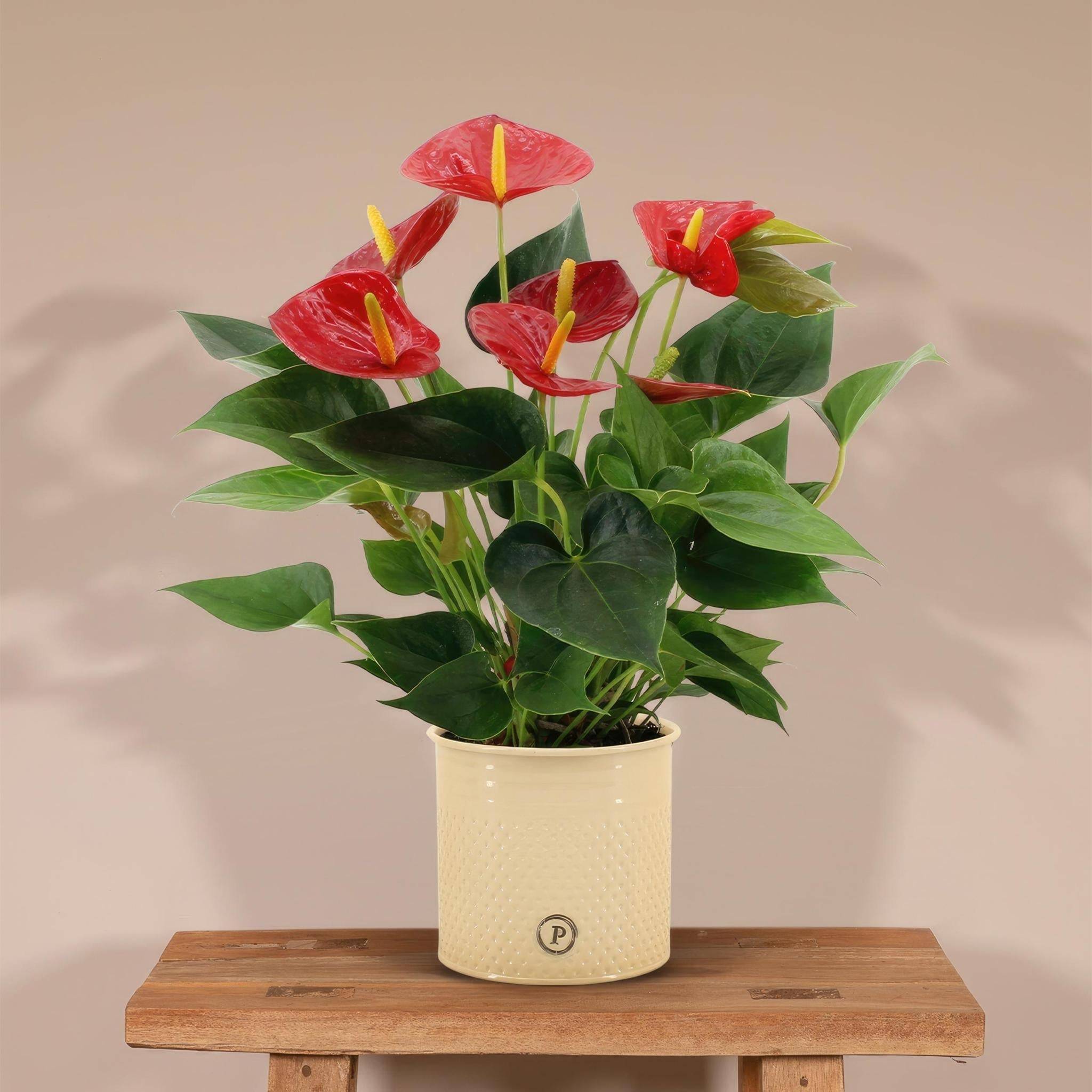 Anthurium andreanum Diamond Red et son pot- La Green Touch Beige - Hauteur 45cm - Image 2