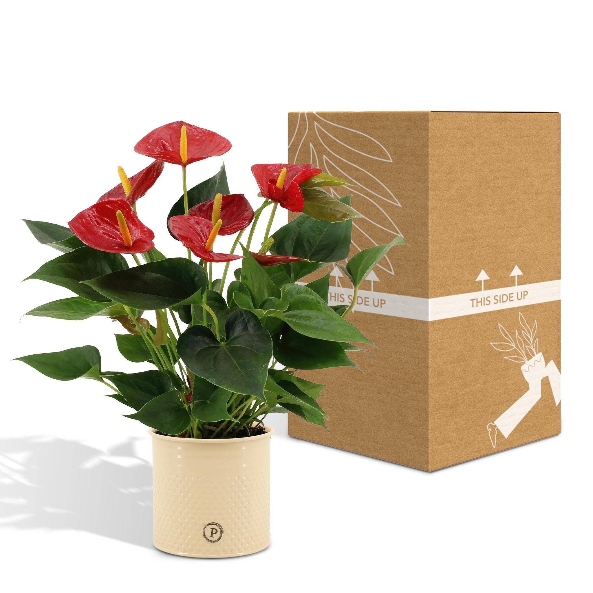 Anthurium andreanum Diamond Red et son pot- La Green Touch Beige - Hauteur 45cm - Image 5
