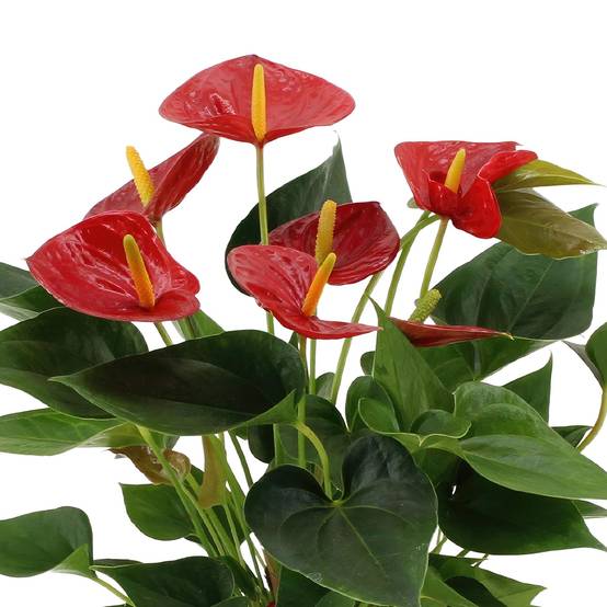 Anthurium andreanum Diamond Red et son pot- La Green Touch Beige - Hauteur 45cm - Image 3