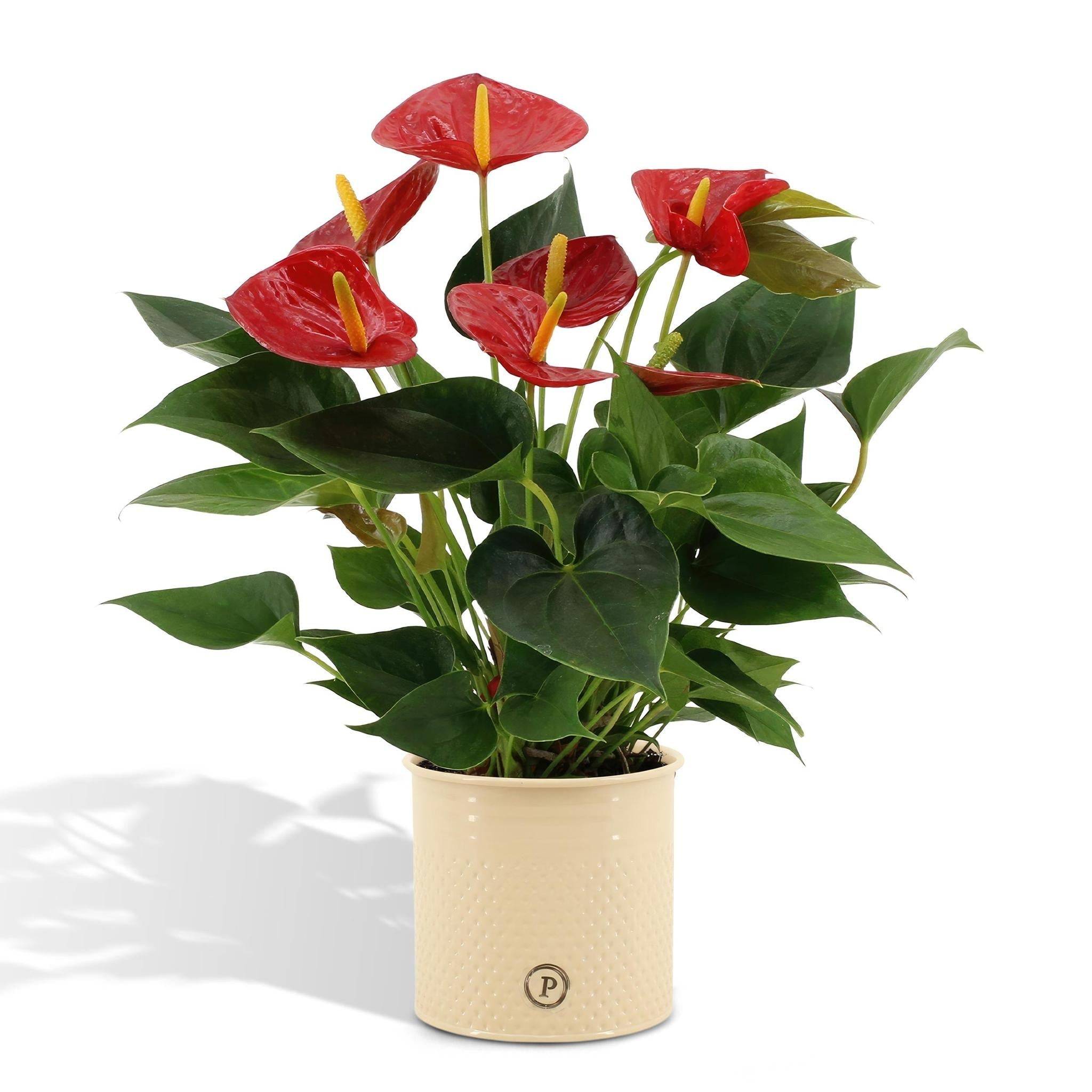 Anthurium andreanum Diamond Red et son pot- La Green Touch Beige - Hauteur 45cm - Image 1