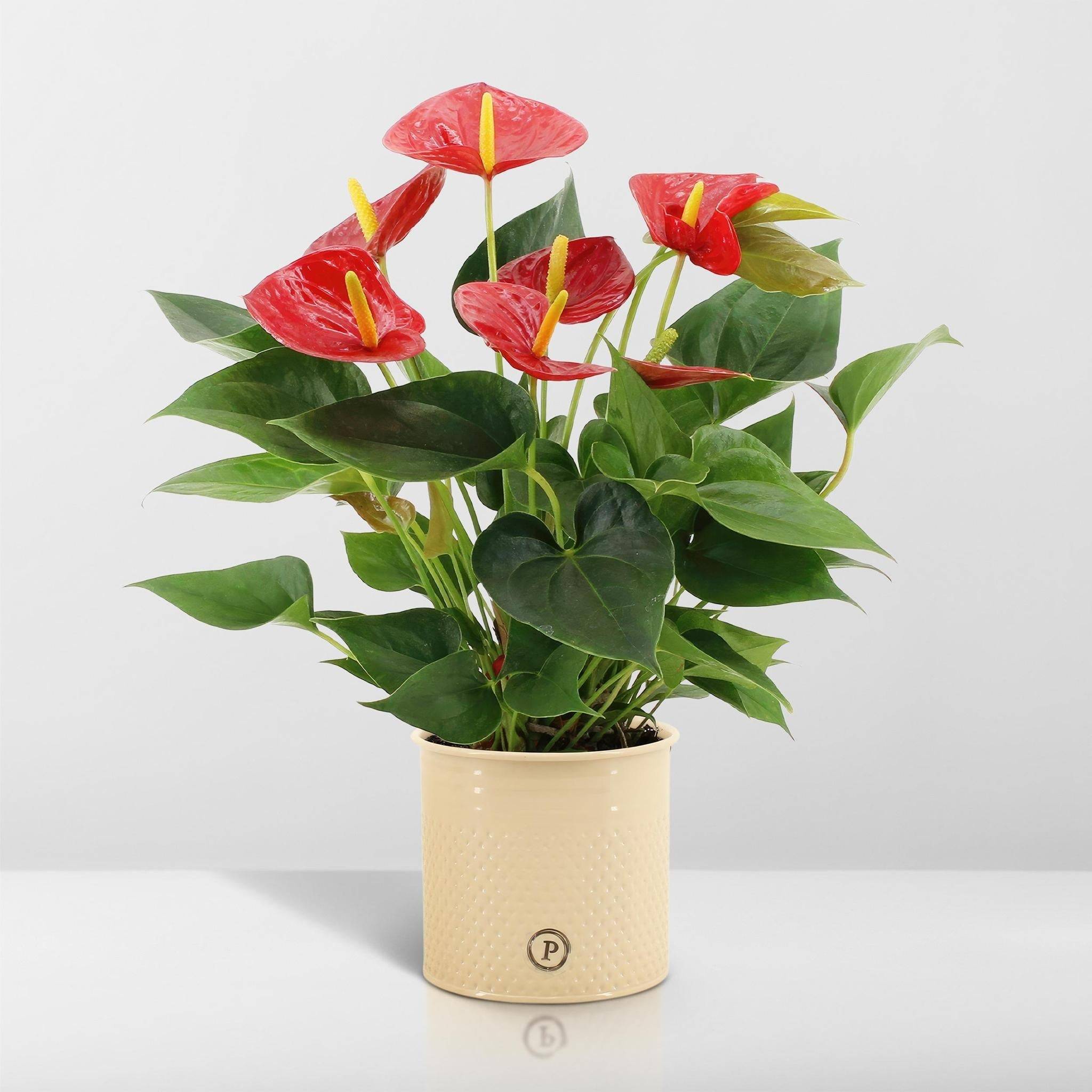 Anthurium andreanum Diamond Red et son pot- La Green Touch Beige - Hauteur 45cm - Image 6