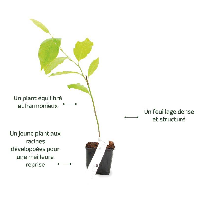 Magnolia de Soulange 'Alba Superba' (Magnolia soulangeana 'Alba Superba') - Godet - Taille 15/30cm - Pépinières Naudet - Image 3