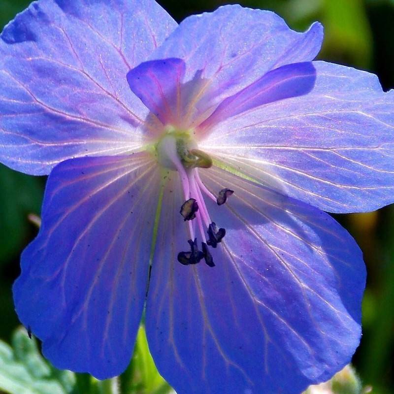 Géranium vivace Johnson's Blue à fleurs Bleue/ - feuillage Persistant - Godet - 5/20 cm - Image 1