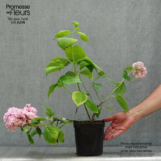 Hortensia - Hydrangea macrophylla Generale Vicomtesse de Vibraye Pot de 2L/3L - Image 2