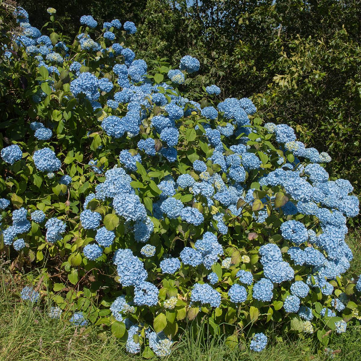 Hortensia - Hydrangea macrophylla Generale Vicomtesse de Vibraye Pot de 2L/3L - Image 1