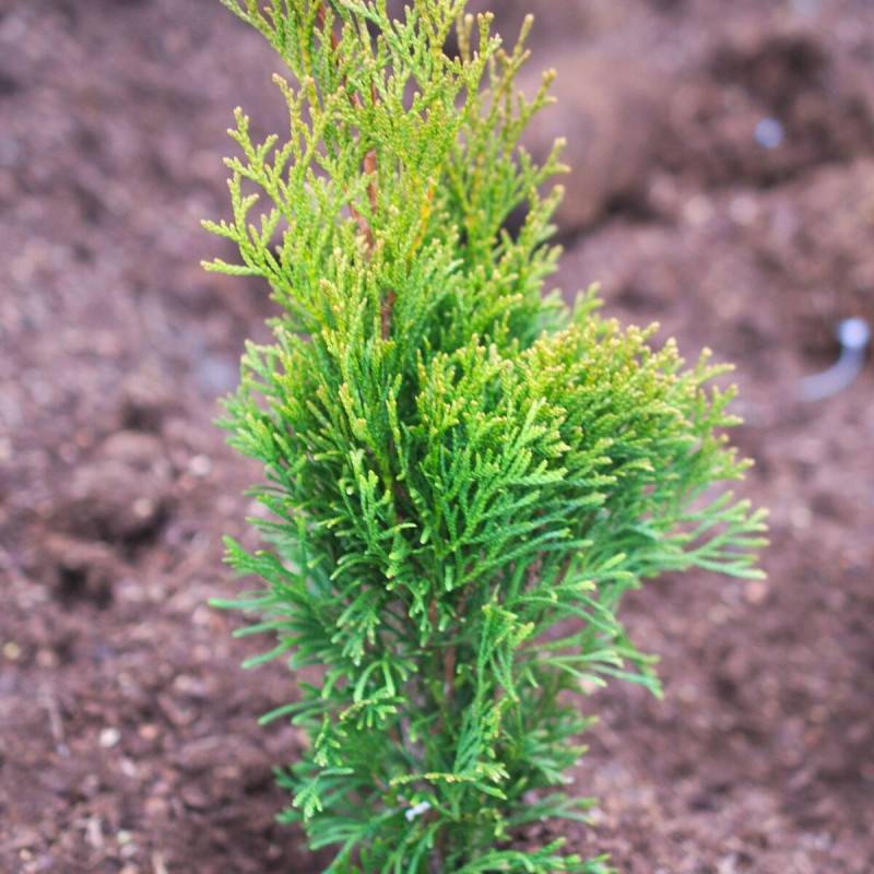 Thuya du Canada Emeraude, Thuja occidentalis - Pot de 7,5L - 60/80 cm - Image 4