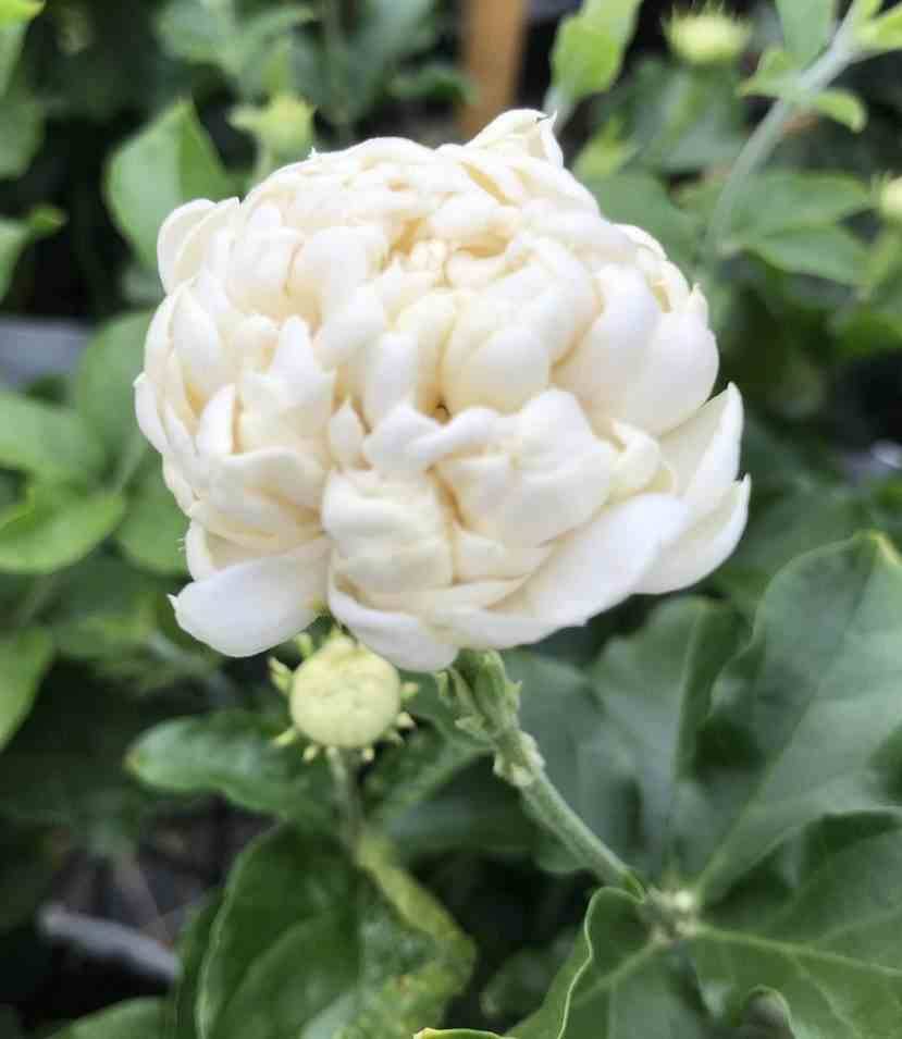 Sans Marque - Jasminum sambac cv. Flore Pleno Grand-Duc de Toscany 2 Pot de 2 litres - 10/30cm - Image 1