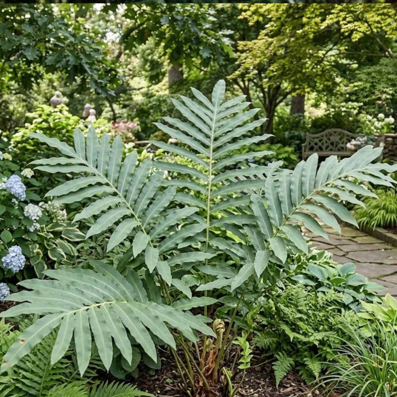 Fougère du Japon, Dryopteris - Lot de 3 godets