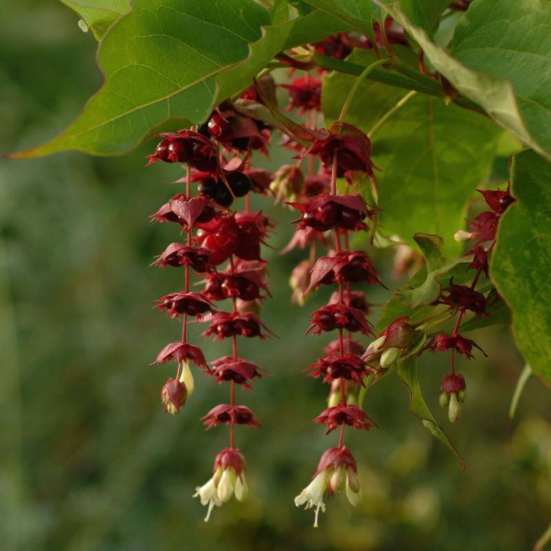 Arbre aux faisans Purple Rain, Leycesteria à fleurs Rouge - feuillage Caduc - Pot de 7,5L - 60/80 cm-  hauteur à maturité De 1,50 m à 2,00 m - Image 4