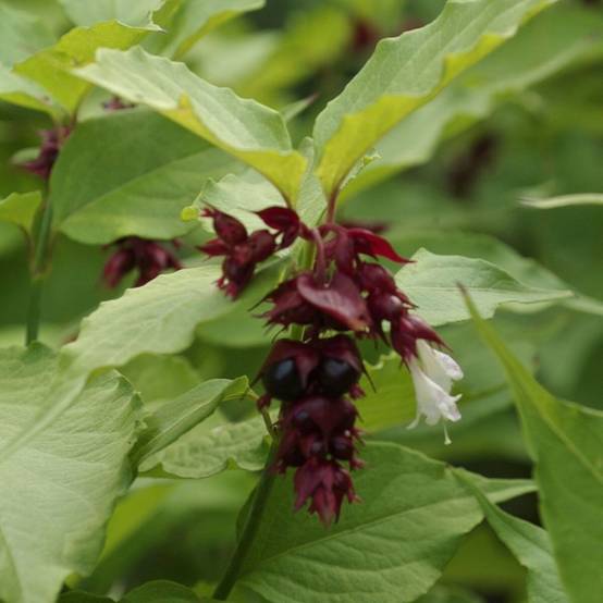 Arbre aux faisans Purple Rain, Leycesteria à fleurs Rouge - feuillage Caduc - Pot de 7,5L - 60/80 cm- hauteur à maturité De 1,50 m à 2,00 m - Image 1