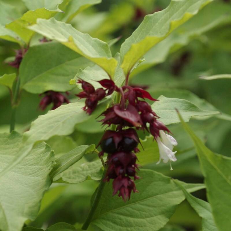 Arbre aux faisans Purple Rain, Leycesteria à fleurs Rouge - feuillage Caduc - Pot de 7,5L - 60/80 cm-  hauteur à maturité De 1,50 m à 2,00 m - Image 1