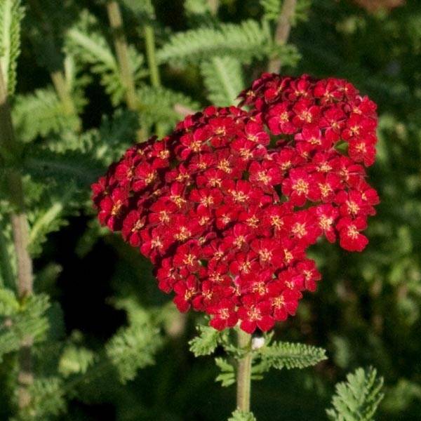 Promesse de Fleurs - Achillée millefolium Summerwine Godet de 8/9 cm