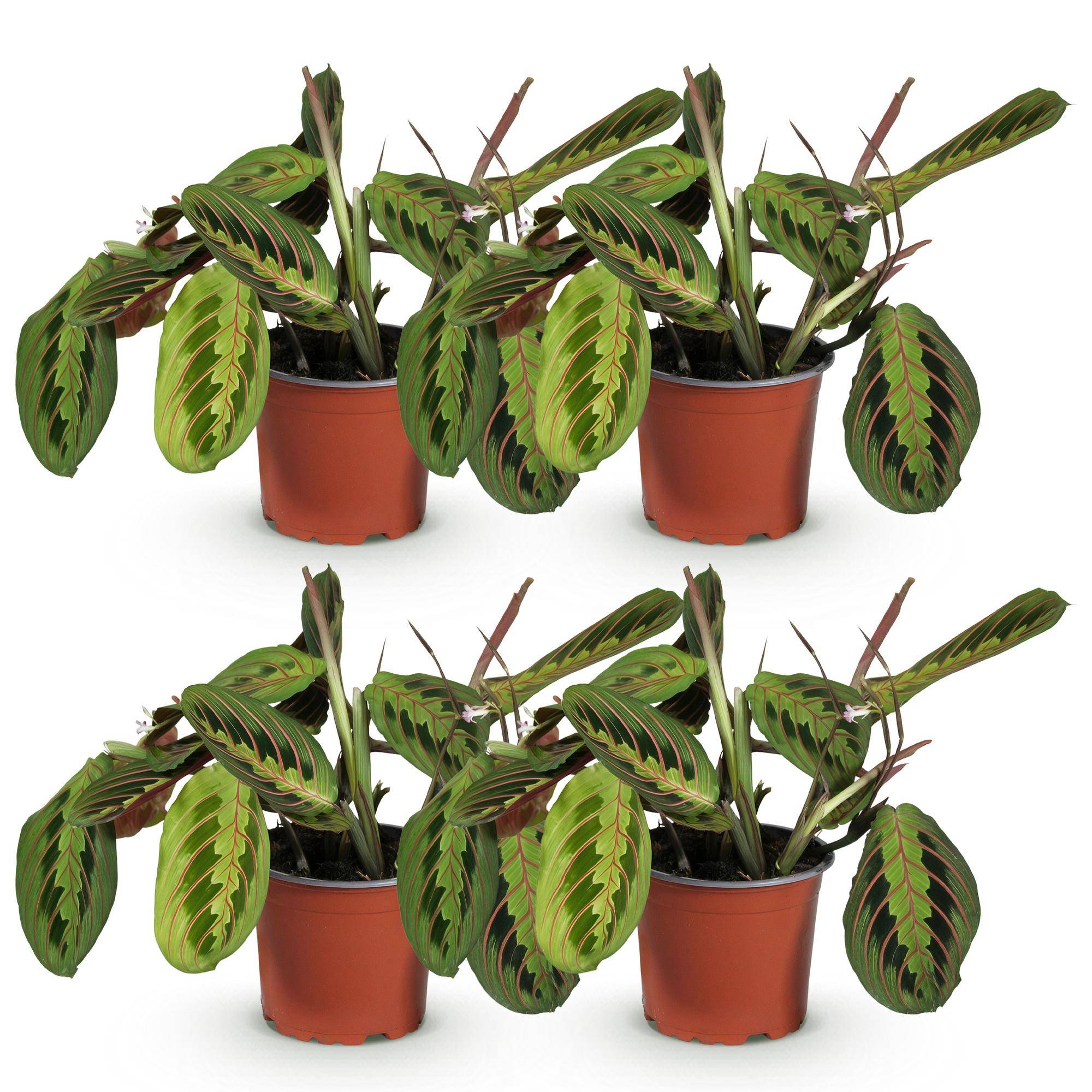 Maranta Fascinator Tricolour - Plante de prière - Pot de 12cm - Hauteur 30-35cm - 4 plantes - Plantes d'intérieur - Image 2