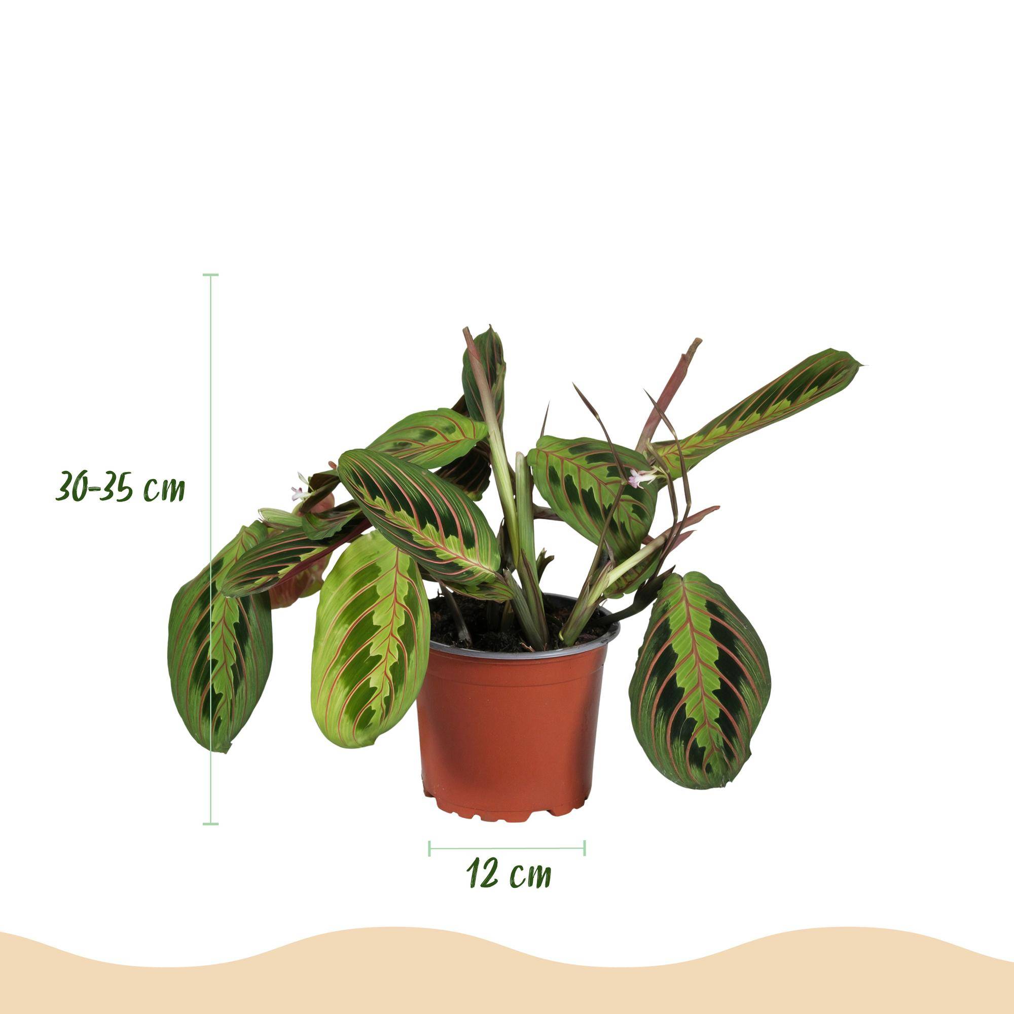 Maranta Fascinator Tricolour - Plante de prière - Pot de 12cm - Hauteur 30-35cm - 4 plantes - Plantes d'intérieur - Image 3