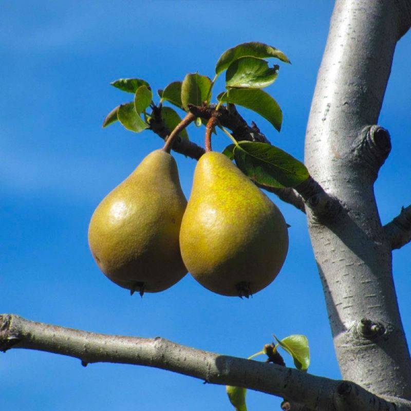Poirier 'Beurré Hardy' (Pyrus communis 'Beurré Hardy') - Scion de 100cm - Pépinières Naudet - Image 1