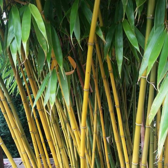 Promesse de Fleurs - Fargesia robusta Wolong - Bambou non traçant Pot de 4L/5L - Image 1