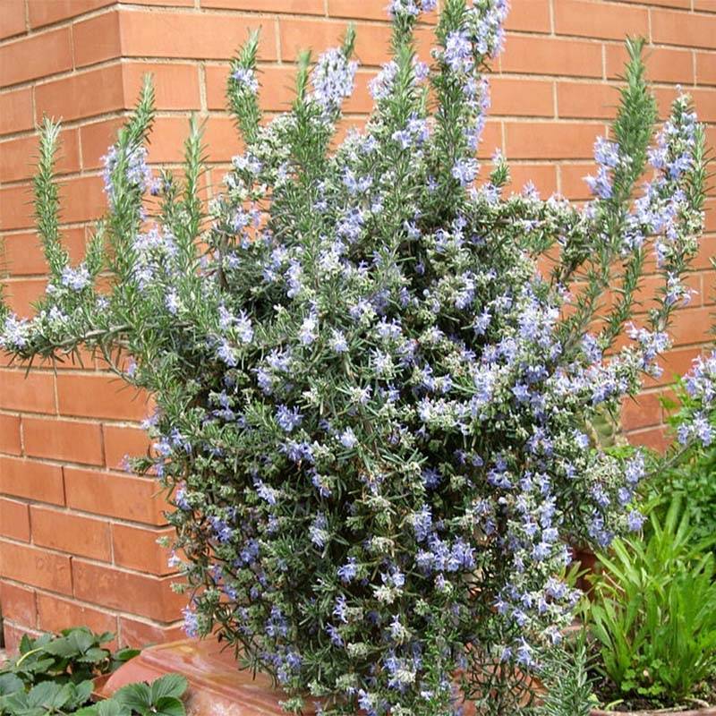Romarin rampant - Rosmarinus officinalis Prostratus Pot de 3L/4L