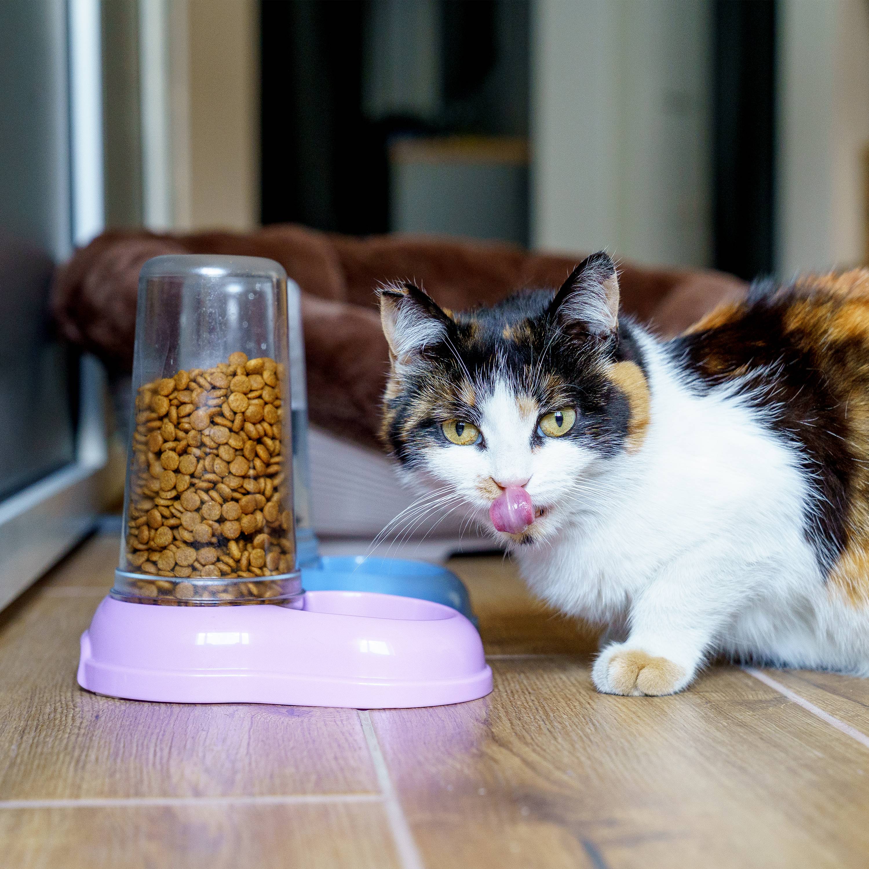 Ferplast - Ferplast Distributeur de nourriture ou d'eau pour chiens et chats AZIMUT 600, Distributeur de nourriture sèche ou eau 0,6 litre, fond antidérapant, - Image 4