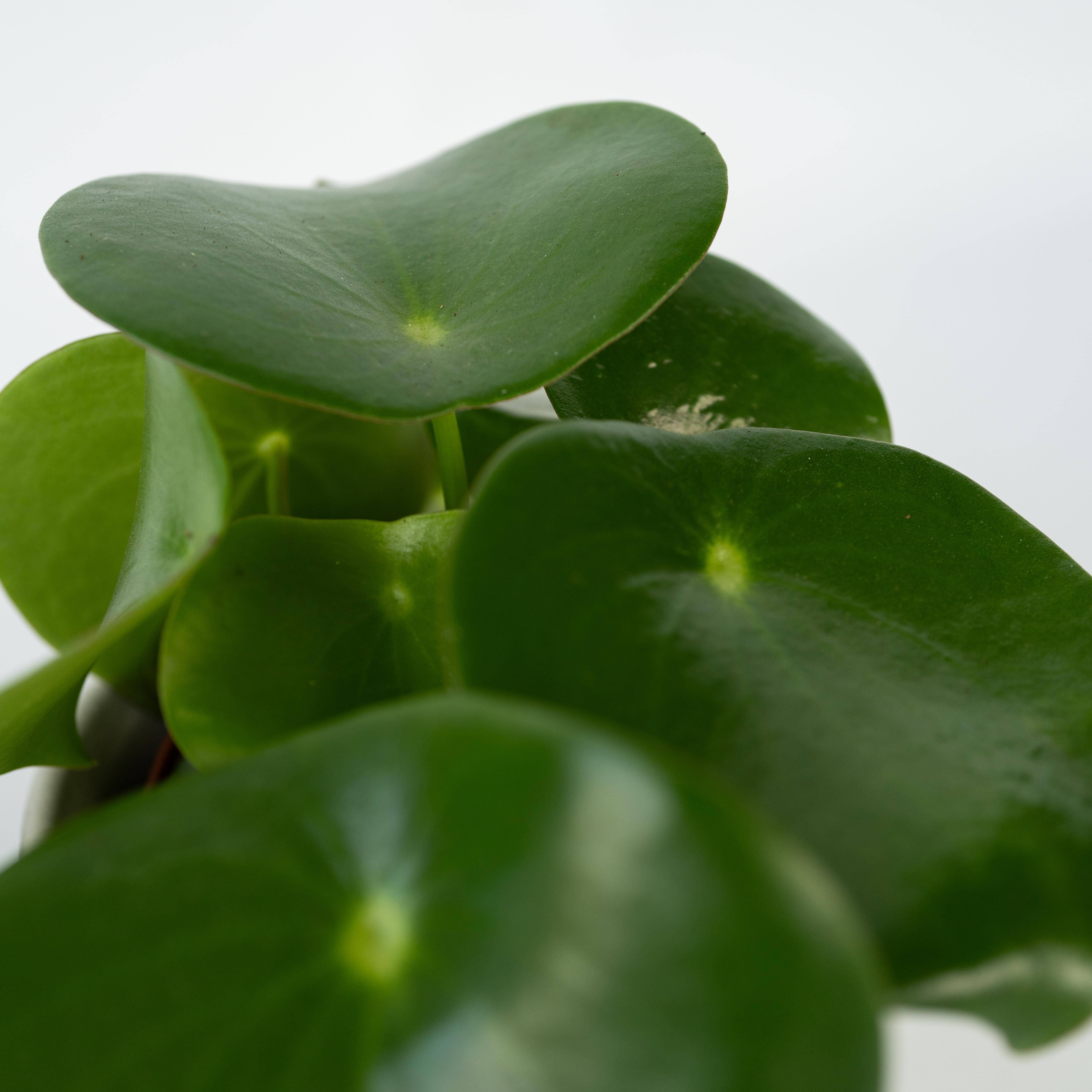 Plant In A Box - Pépéromie - Set de 2 - Peperomia polybotrya - Hauteur 20-30cm - ⌀12cm - Image 5