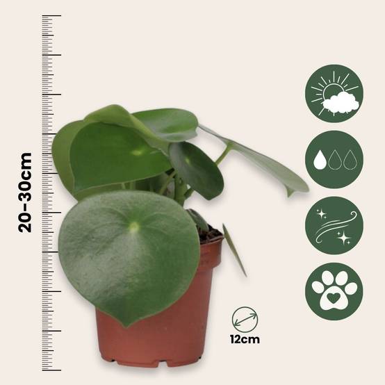 Plant In A Box - Pépéromie - Set de 2 - Peperomia polybotrya - Hauteur 20-30cm - ⌀12cm - Image 6