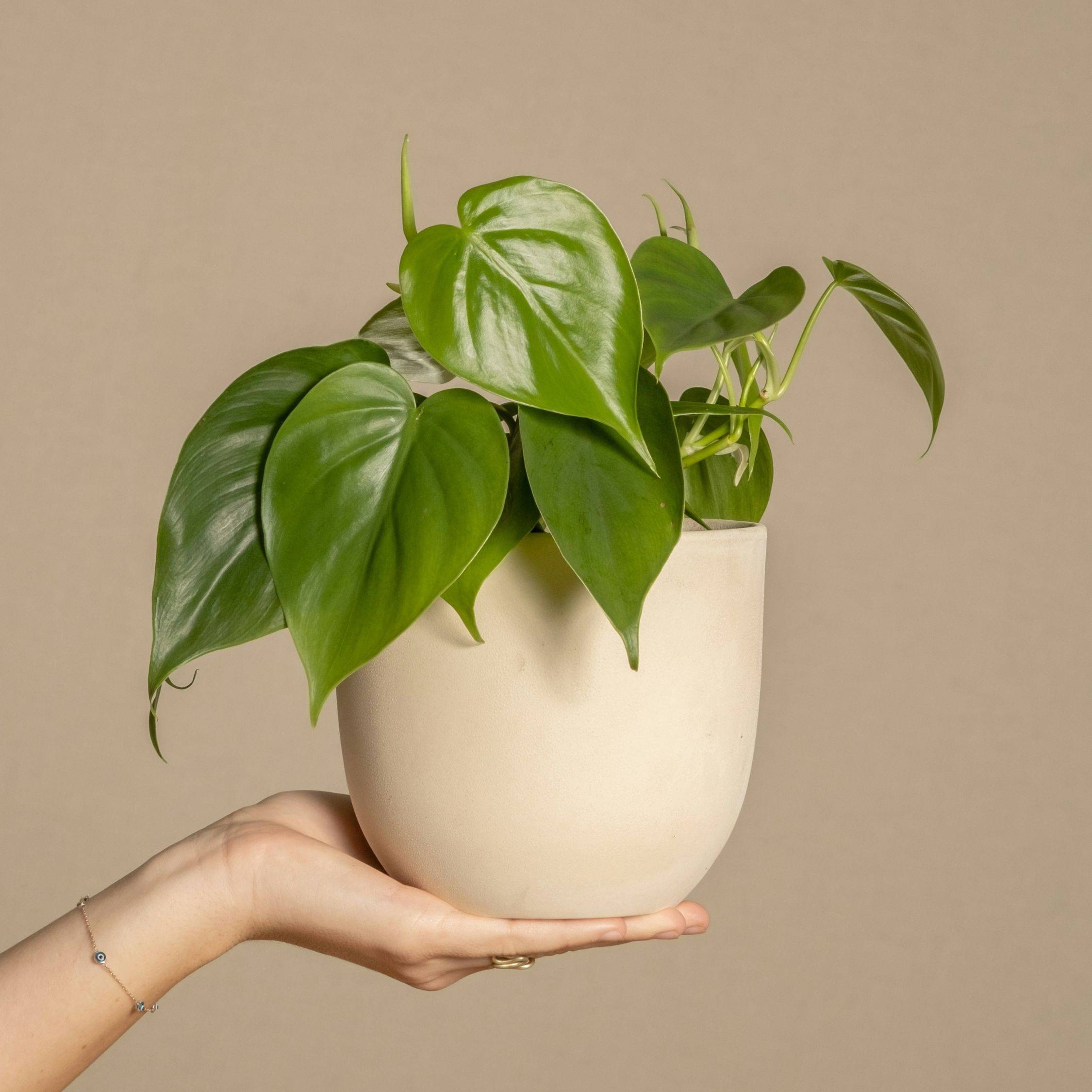 Plant In A Box - Pépéromie - Set de 2 - Peperomia polybotrya - Hauteur 20-30cm - ⌀12cm - Image 3
