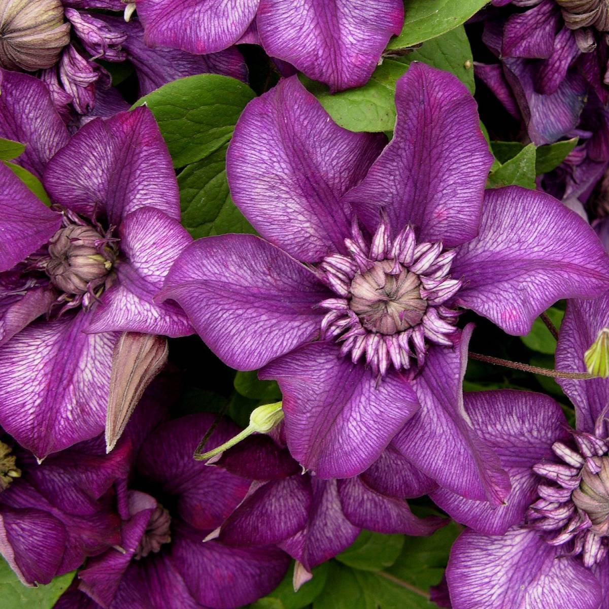 Clématite florida Cassis™ 'Evipo020' à fleurs Blanche - feuillage Caduc - Pot de 1,5L - Tuteur bambou 30/60 cm-  hauteur à maturité De 2,50 m à 3,00 m - Image 8