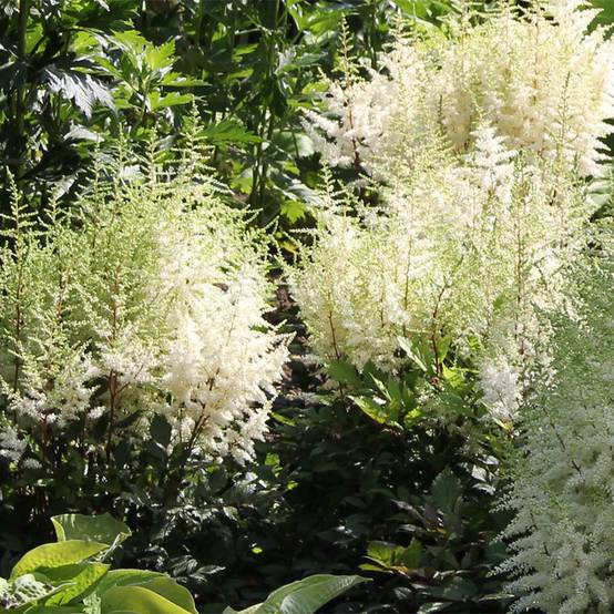 Astilbe arendsii Ellie Godet de 8/9 cm