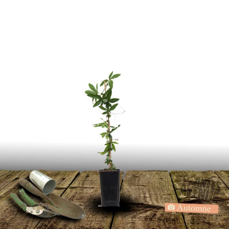 Passiflore RIVERSIDE® Snow Queen® à fleurs Blanche - feuillage Caduc - Godet - 5/10 cm-  hauteur à maturité De 2,50 m à 3,00 m - Image 7