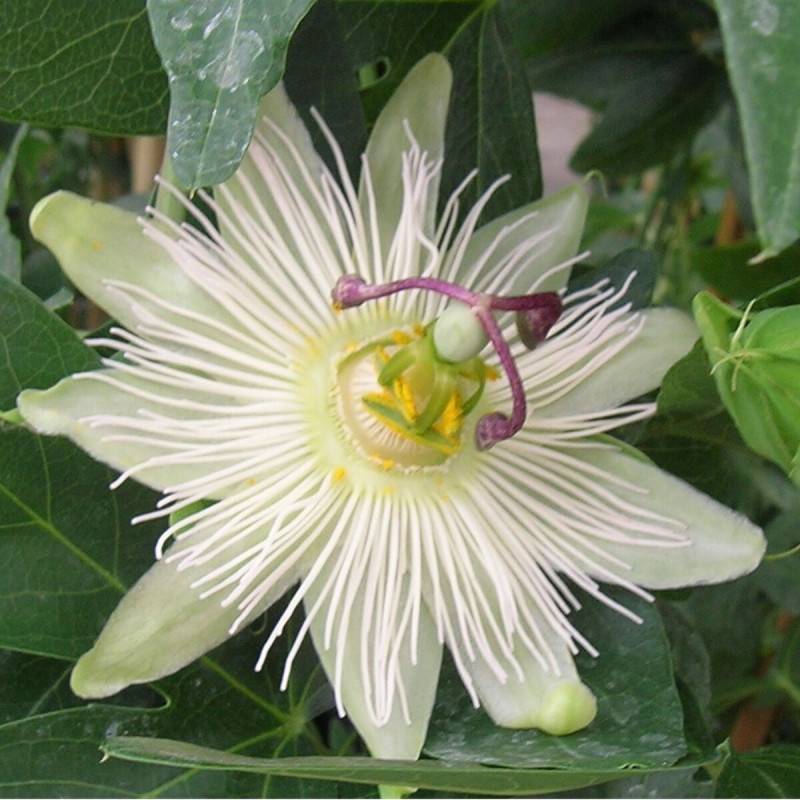 Passiflore RIVERSIDE® Snow Queen® à fleurs Blanche - feuillage Caduc - Godet - 5/10 cm- hauteur à maturité De 2,50 m à 3,00 m - Image 3