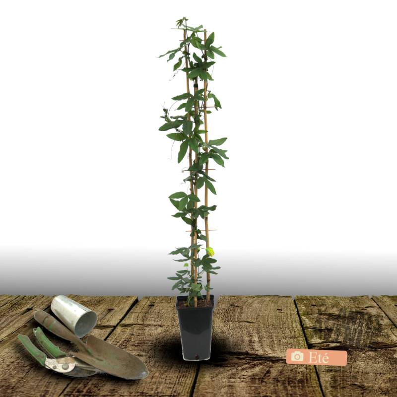 Passiflore RIVERSIDE® Snow Queen® à fleurs Blanche - feuillage Caduc - Godet - 5/10 cm-  hauteur à maturité De 2,50 m à 3,00 m - Image 5