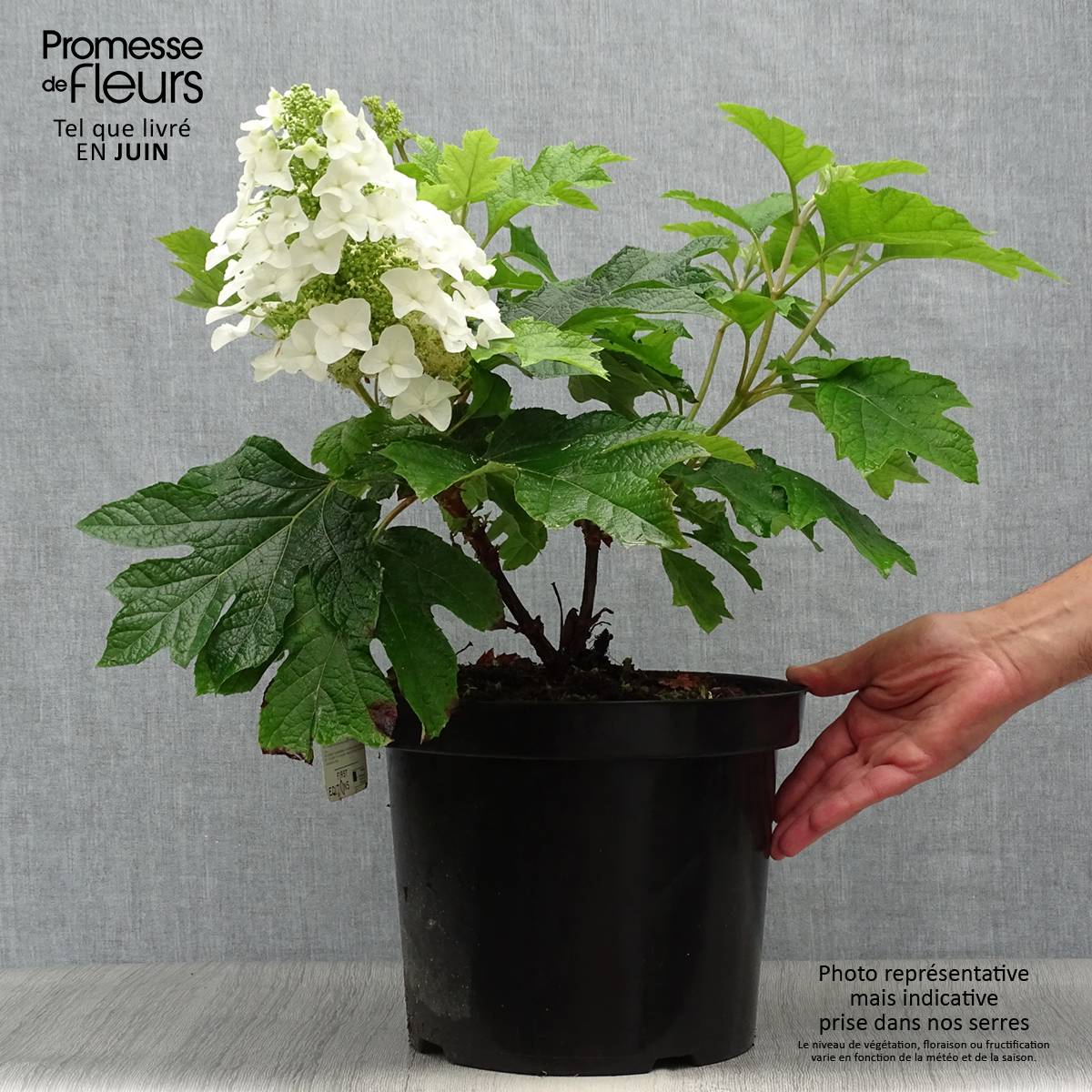 Promesse de Fleurs - Hydrangea quercifolia Jetstream - Hortensia à feuilles de chêne Pot de 6L/7L - Image 2