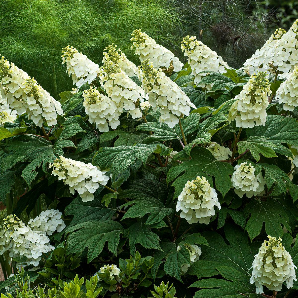 Promesse de Fleurs - Hydrangea quercifolia Jetstream - Hortensia à feuilles de chêne Pot de 6L/7L - Image 1
