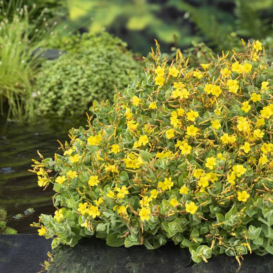 Hypericum elodes - Millepertuis des marais Godet de 8/9 cm