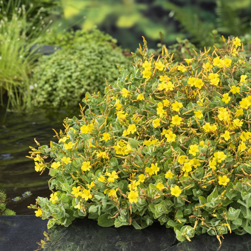 Hypericum elodes - Millepertuis des marais Godet de 8/9 cm