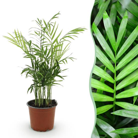 La Green Touch - Chamaedorea Elegans - Image 2