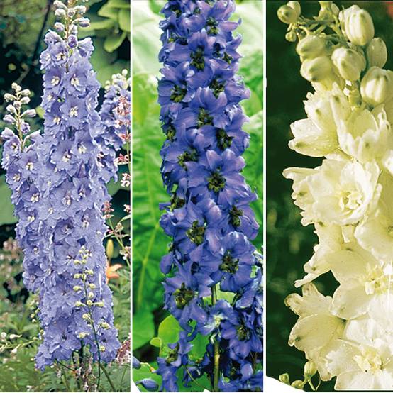 Promesse de Fleurs - Collection de 6 Delphiniums Pacific - Collection de 6 plantes
