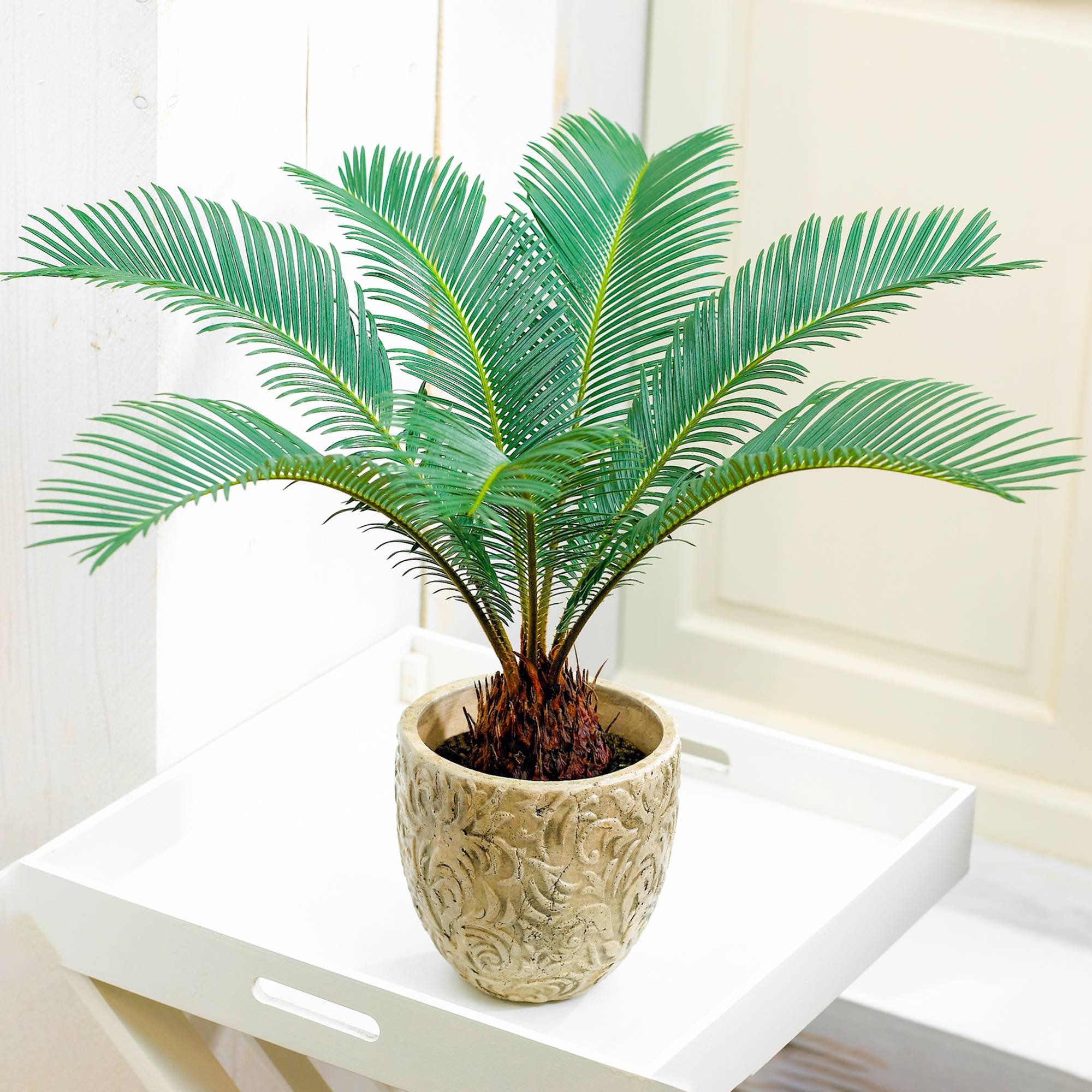 Gardenersdream - Cycas Revoluta À Feuillage Persistant | Cadeau Plante D'Intérieur De Qualité Supérieure (De 30 À 40 Cm En Pot) - GardenersDream - Image 1