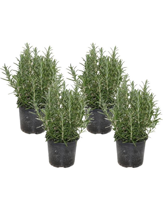Romarin Lot de 4 pot 14 cm