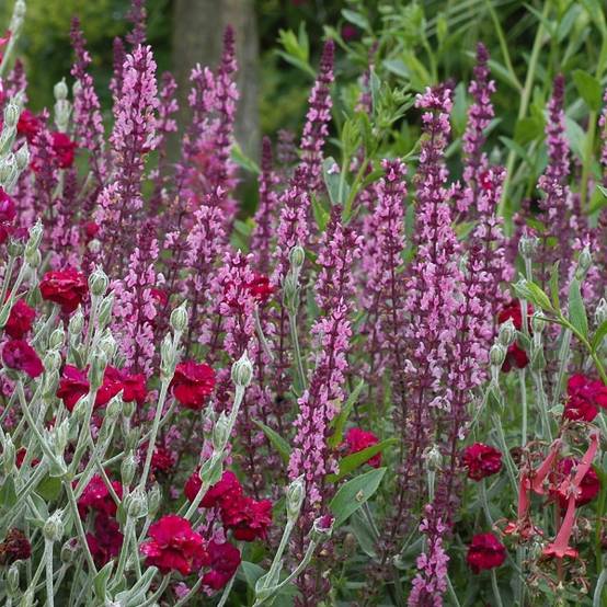 Sauge - Salvia nemorosa Amethyst Godet de 8/9 cm